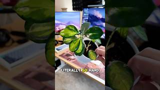 Send this to a friend who needs to touch grass? @hipyoplants #viral #gamingsetup #fyp #touchgrass