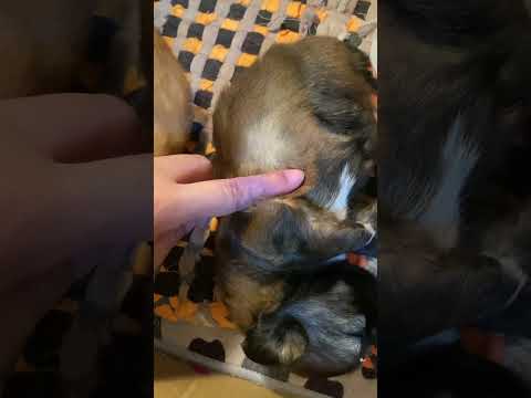 Paws-itively adorable! #puppy #pets #shorts #shortvideo