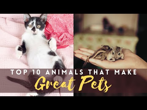 Top 10 Animals That Make Great Pets
