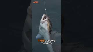 Halibut Fishing: Masterclass on Camouflage, Catch, and Limits!