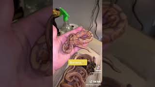 #ballpython #snake #reptiles #snakesofinstagram #ballpythonsofinstagram #snakes #piebald
