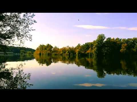 Relaxing Piano Music | Bird Sounds | Nature Sounds | Background Music for Relaxation & Sleep
