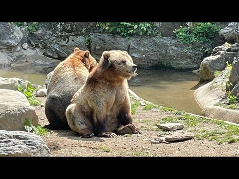 Our Mother’s Day trip to the Bronx Zoo