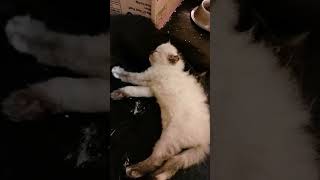 How much does this cat sleep?😅😂 #artist #dog_features #trending