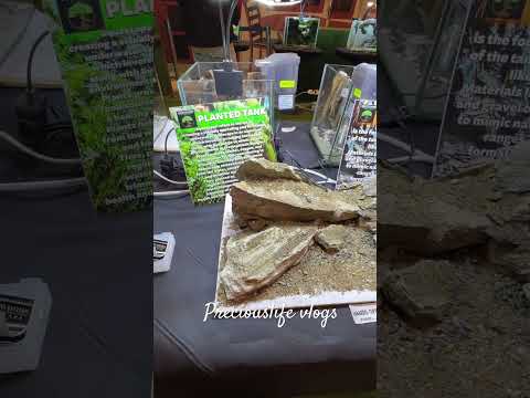 Aquascaping ideas #aquascaping #aquascapegallery #fishtank #aquascapelowtech #aquarium