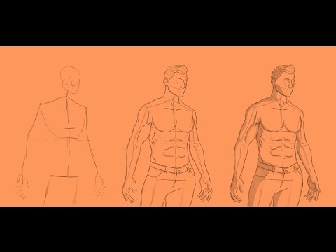 Making male anatomy