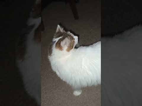 do you like my cat