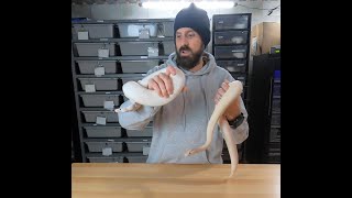 SNEAK PEEK #8 into the Ball Python breeding season 2020-2021! Ivory Leopard and Yellowbelly!