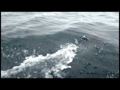 Dolphins!
