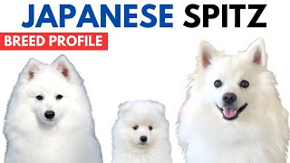 Japanese Spitz Breed Profile History - Price - Traits - Japanese Spitz Grooming Needs - Lifespan