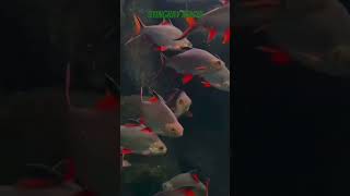 ##instaartist #arts #myart #artistic#