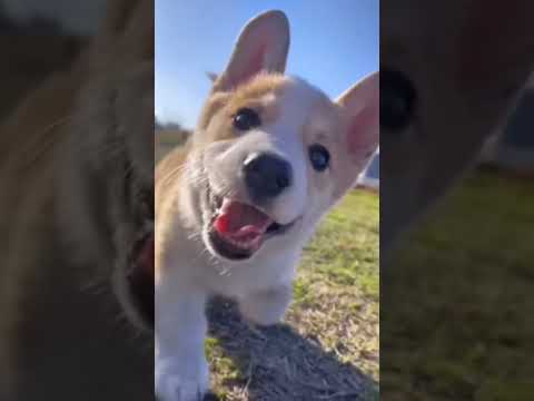 dog #shorts #love #dog #entertainment #trending