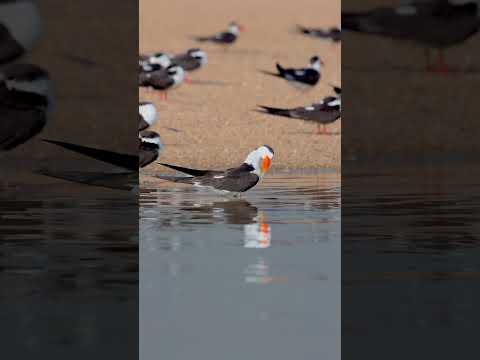 Indian Skimmer | Satkosia Tiger Reserve #birds #wildbirdphotography #nature #shorts #satkosia