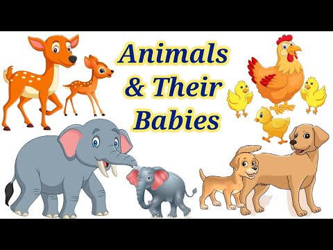 Animals & their babies | Baby Animals | Baby & Mother Animals @funnlearnpreschool6016
