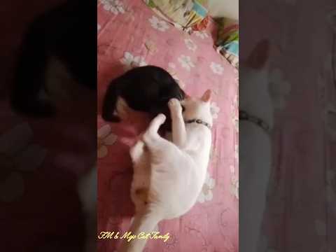 Childhood funny memories between Minu and Charcoal 😄😂❤️ #shorts #cat #funnyshorts