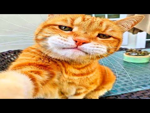 cats with zero brain activity