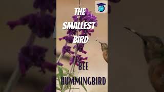 The Smallest In the world #worldssmallest #quicklearn #world #worldnews
