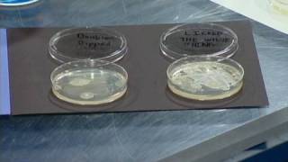Double Dip Chip - Cool Science Experiment