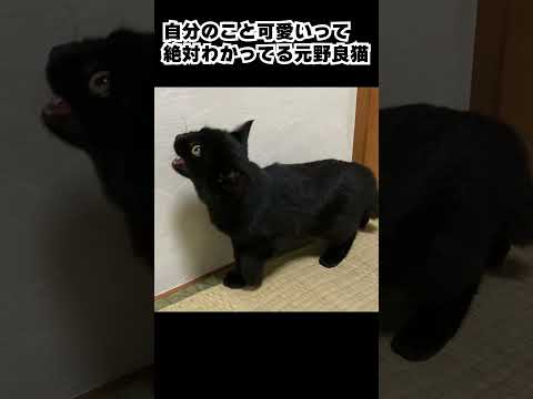 【保護猫】天使すぎる元野良猫  #shots  #保護猫 #cat