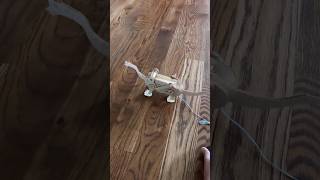 Stem Kit Brachiosaurus Dinosaur #educational #stemeducation #stemtoys #stemlearning #stemforkids