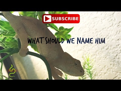 Our New Chamelon