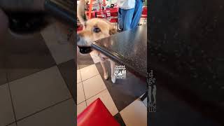 Exit from Restaurant Table & Mistake #assistancedogtraining #dogtrainer #mistakeshappen