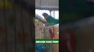 fisherbird #fisherlovebirds #lovebirdmania #lutinolovebirds #fisherbirds #fishingvideo #catlover