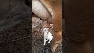 Kitty Craves Cow's Milk || ViralHog