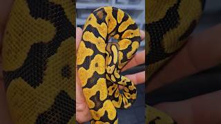 Fresh and clean👌 #joinreptiles #ballpythonsofcanada #ballpythonbreeder #reptilekeeper #pythonregius