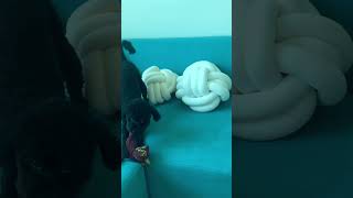 Crazy oulig #puppy #pets #dogtraining #doglife #dogs #dubai #uae #cute #poodle