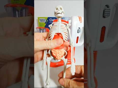 Satisfying Halloween Fun with Skeleton & Organs in Toy Mixer | Spooky ASMR! #halloween #mixer