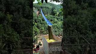 Innovative Agriculture || Fruit Transport