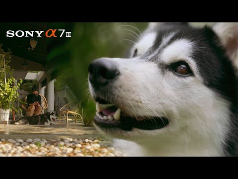 Sony A7III Video Montage ft. Chester | Inspired by Danny Gevirtz