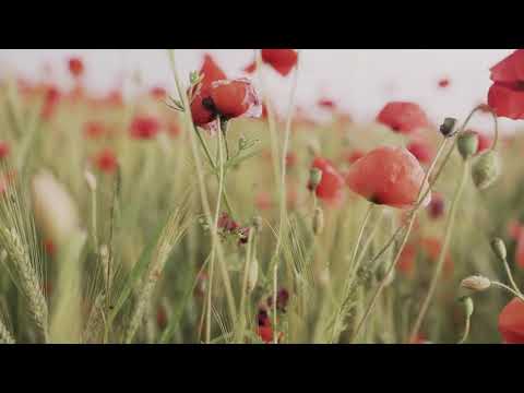 Green paradise - Relaxing music