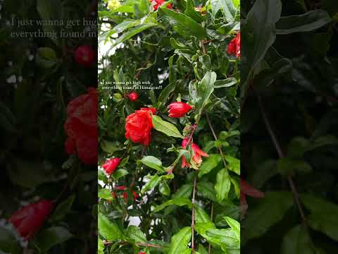 Everything found in Mountains♥️ #mountainvibes #love #travel  #weatherforecast