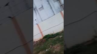 ccc kuyatara kantha https permalink, below the temple,#ytstudio ,#rukmani Patra.