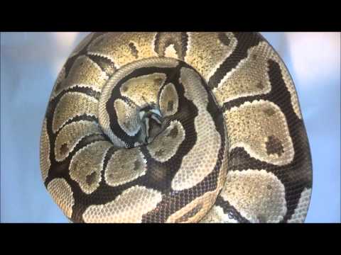 ball python clutch #3