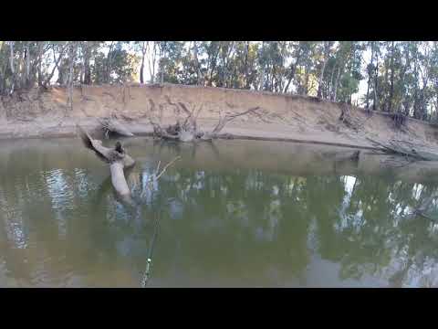 94cm river Murray cod