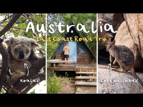 Exploring Magnetic Island: How to See Koalas & Rock Wallabies! | Australia East Coast Road Trip