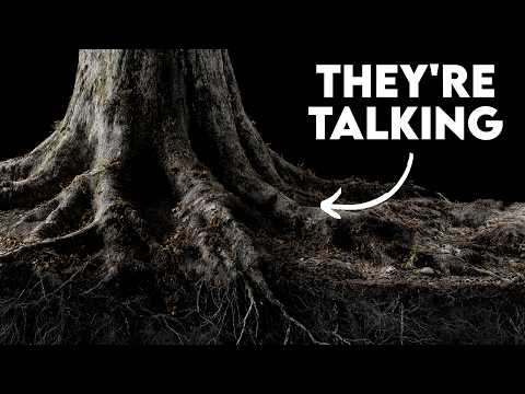 The Hidden Economy Running Beneath Every Forest On Earth