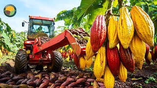 How Farmers Harvest Cocoa And The Famous Chocolate Processing in Factory | Farming Documentary