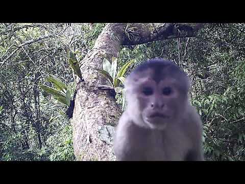 Camera trapping in the Maijuna-Kichwa Regional Conservation Area, Sucusari River, Rio Napo Peru