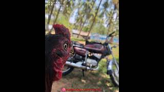 #ymahar #yamahamotogp #yamahar3community #2strokelovers #yamahar1 #yamaharx100 #rx_100 #rx100