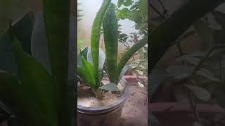 Snake plant propagation Propagation and Care #daliyroutine