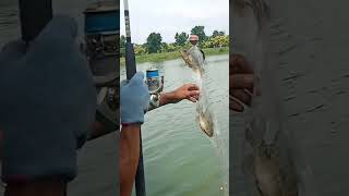 ikan yang susah di pancing pake cara ini..!!#shorts
