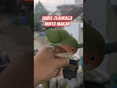 sehabis olahraga, minta makan #burungjinak #lovebird #lovebirds