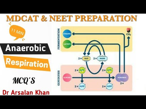 Anaerobic Respiration | MCQs on Anaerobic Respiration | Respiration | MDCAT preparation | NEET prep