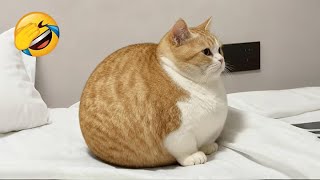 😂 Animals Turning Small Moments Into Big Laughs | Funny Animals Video 🐾