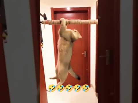 CAT ATTITUDE NEW REVENGE VIDEO # PLEASE LIKE AND SUBSCRIBE FOR MORE VIDEOS AND SHARE #....