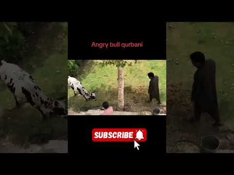 Angry Animal 🤪🤣🤣 | #shorts #trending #viral